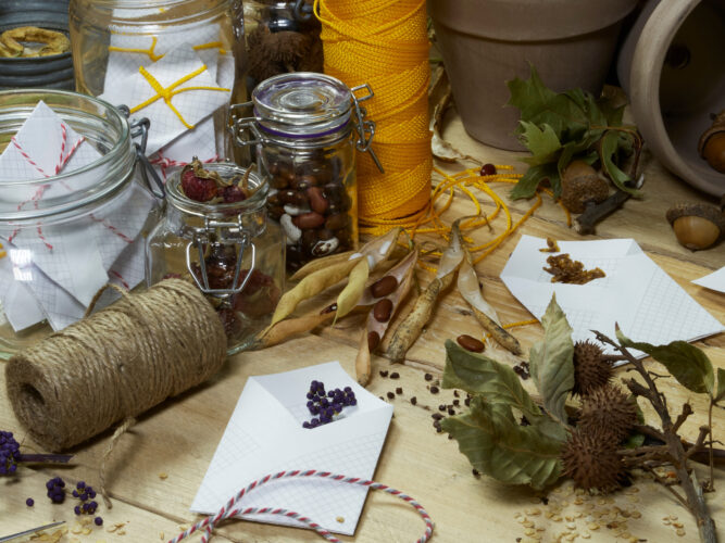 Growing Pains: Gardening During a Seed Shortage